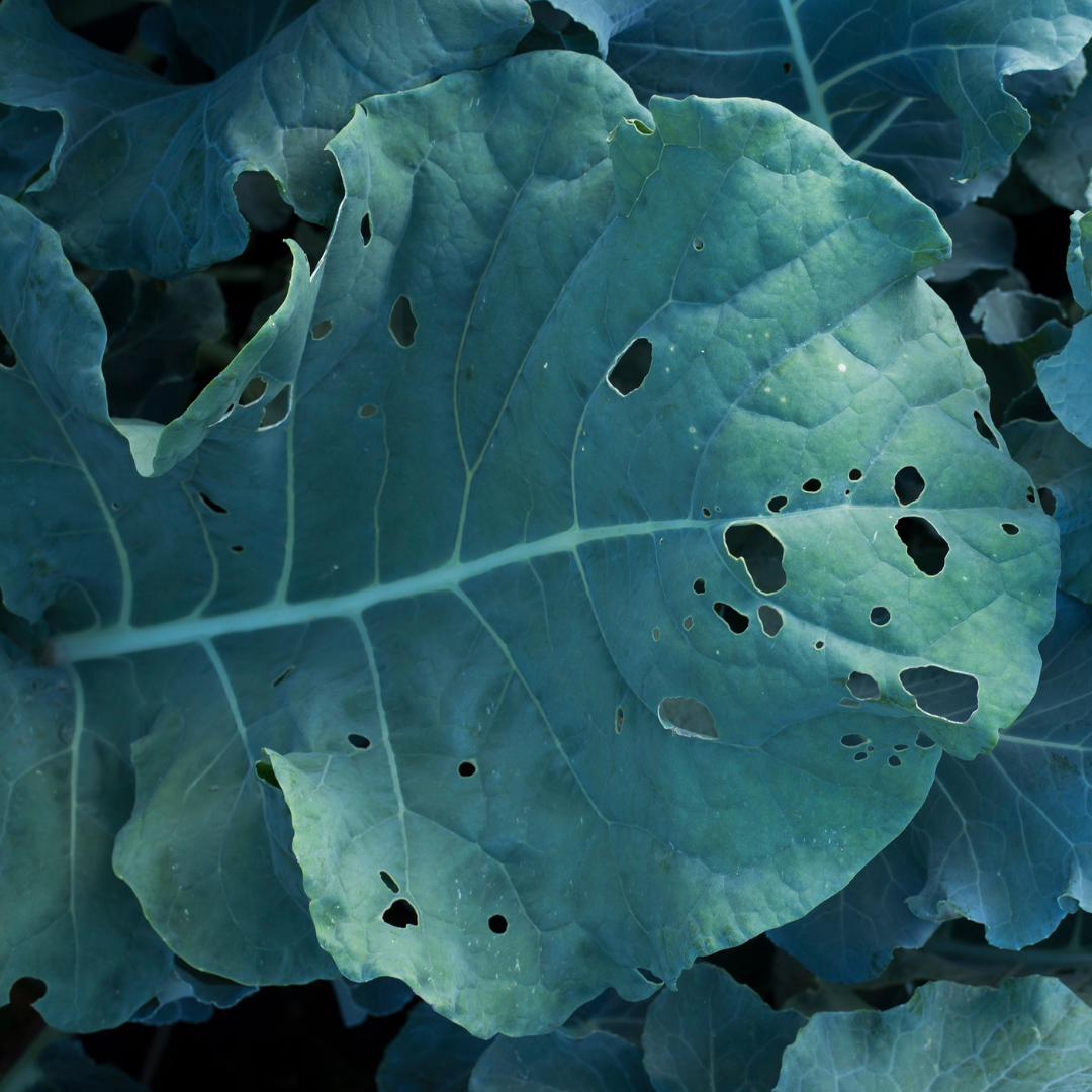 Broccoli Leaf - Green Connect Illawarra