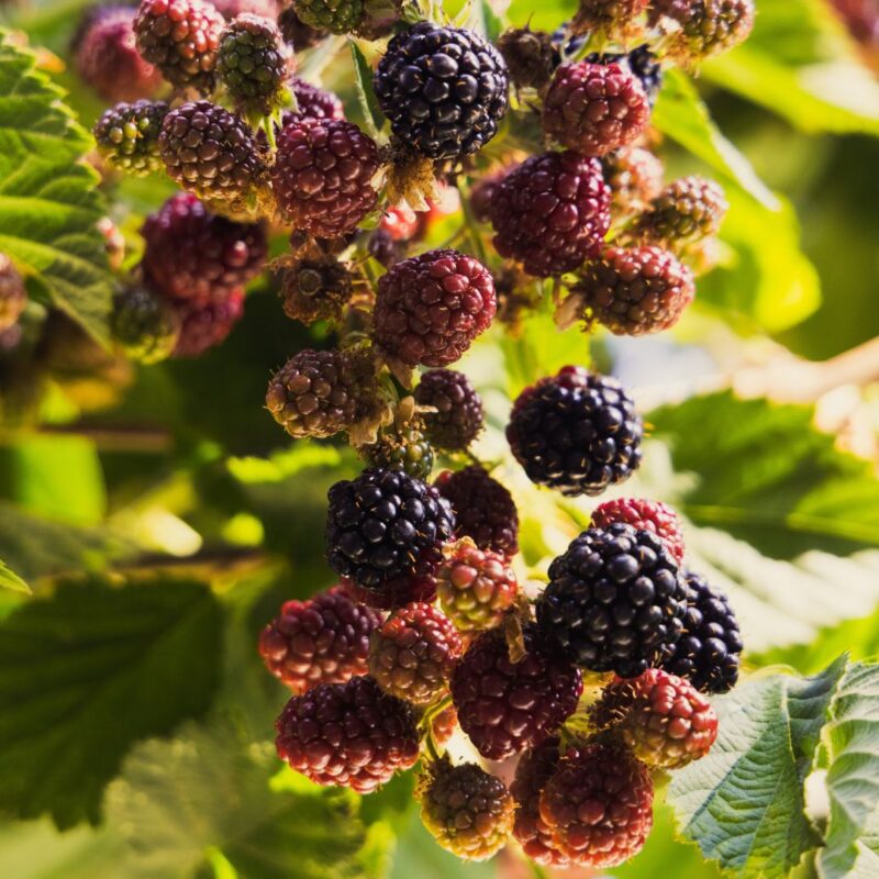 Mulberries on tree - Green Connect Illawarra