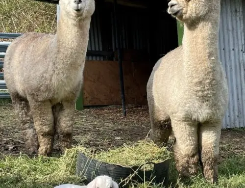 Green Connect News October 2022